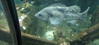 PICTURES/Oregon Coast Aquarium - Newport/t_Fish3.jpg